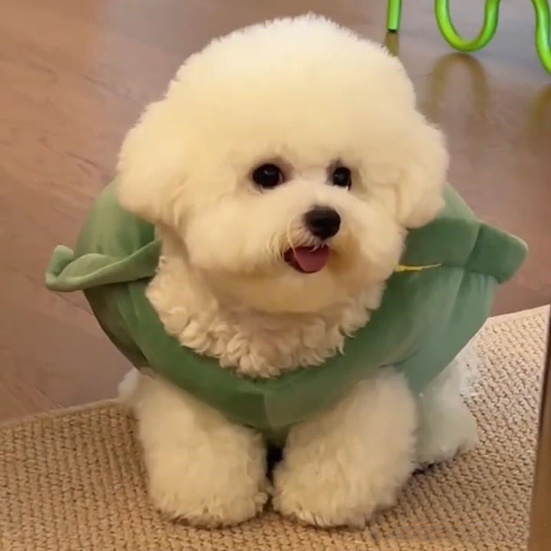 Turtle Fwends! Shell Pet Vest